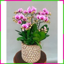 Thanh Lệ Trường Tồn Lan Hồ Điệp 7FHJ8A4ZSS
