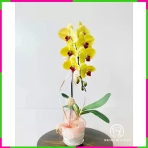 Hoàng Lan Như Nhật Tinh Đản Tinh Hoa FPWLGM3IDY