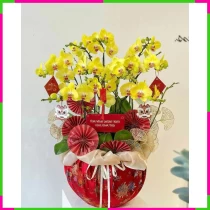 Châu Lan Hồ Điệp ZZJJPJDI1F