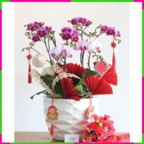 Phồn Thịnh Lan Hồ Điệp Tím Hồng Đẹp I0JBRMVXQU