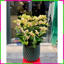 Hoàng Lan Vinh Sương Ngọc Thịnh Tết Phồn PY7GERG074