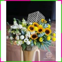 Dương Minh Khải Hoa ST6I33B2DR