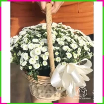 Bạch Cúc An Nhật Thư Giản Tinh Khôi L7Q74JGE84