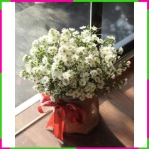 Bạch Vân Thu Mộng 6Z0MTX13D0