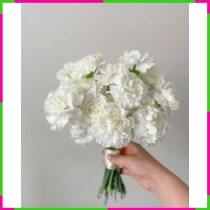 Thiên Sứ Cẩm Chướng Tinh Khôi 76DK1007SU