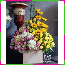 Hân Hoàng Hướng Dương Tím Thăng AST61X3KII