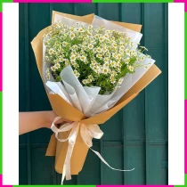 Tiểu Tana Cúc Mộc HNWPWLUPDG