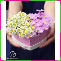 Tím Thạch Thảo Ngọt Ngào 6FPOIMKC00