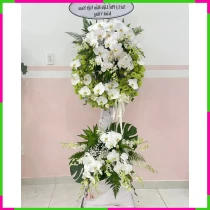 Vĩnh Niệm Lan Tâm Trắng Mokara Dịu Đài EZH3QYUC2X