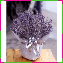 Lavender Mộng Hương Âu Tình 9USBDWK8LX