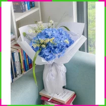 Thục Nữ Tình Hoa Cẩm Tú Cầu Xanh Thiên Tâm QF62VKZCI5