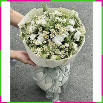 Cẩm Tinh Cúc Nhã Tuyết Trắng GW74KELJLG